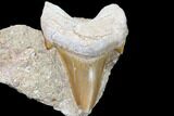 Otodus Shark Tooth Fossil In Rock - Eocene #87006-1